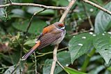 Australian Rufous Fantailborder=